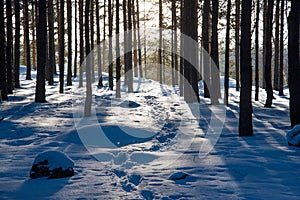 Footprints lead through powdery snow in the forest of Mountain National Park