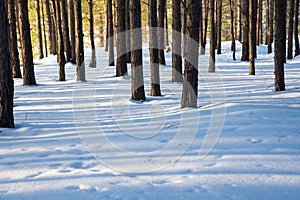 Footprints lead through powdery snow in the forest of Mountain National Park