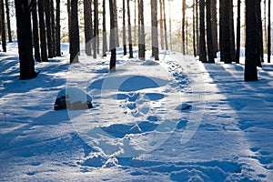 Footprints lead through powdery snow in the forest of Mountain National Park