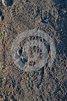 Footprints of man and dog on the ground