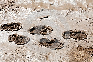 footprints in the mud