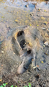 footprints on the mud