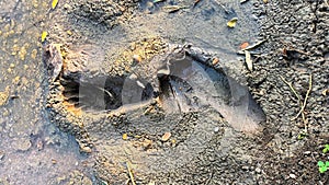 footprints on the mud