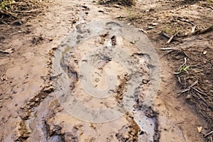 footprints on the muddy trail