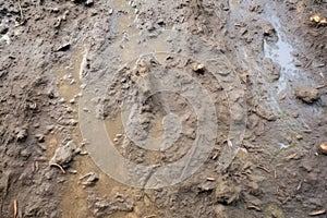 footprints on the muddy trail