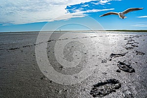 Footprints in the mudflat north sea