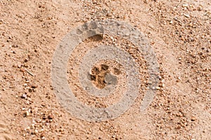 Footprints of Onca Pintada, Jaguar Panthera onca in the Brazilian Pantanal