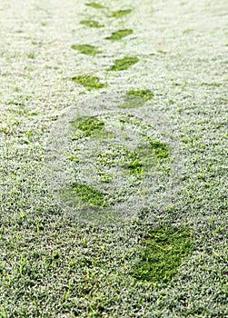 Footprints over the grass in the early morning