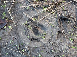 Footprints of roe deer (Capreolus capreolus) in mud in the ground. Tracks of animals on a walking trail in the