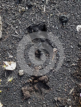 Footprints of a roe deer in very deep mud in the ground