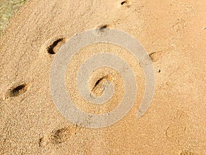 Footprints on the sand of the beach