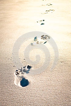 Footprints in the sand of the beach