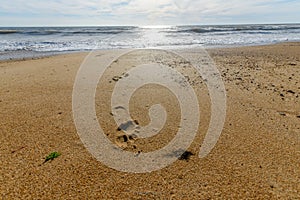 Footprints in the sand of a beach.