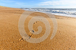 Footprints in the sand of a beach.