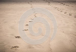 Footprints in sand on beach