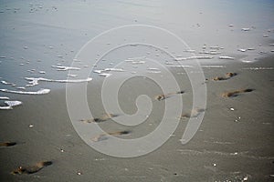 Footprints in sand on beach