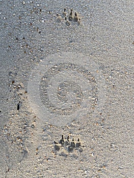 Footprints in the sand on the beach, closeup