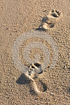 footprints on the sand At the beach in the morning