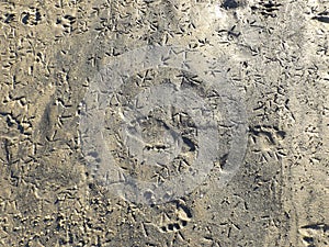 Footprints in the sand on the beach, mud, dirt.