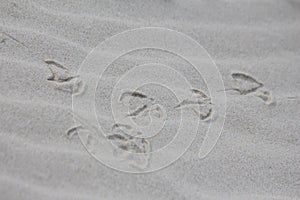 Footprints in Sand photo