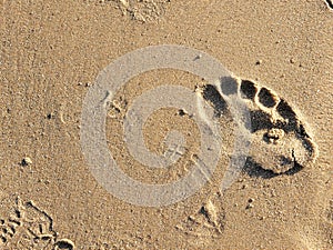 Footprints in sand on California beach in the summer. On a travel vacation, this could be used for traveling blogs, copy space.