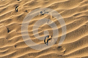 Footprints In The Sand. Early Morning Sunlight Through Sand Dunes And Mountains In Mesquite Flat Dune, Death Valley National Park