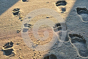 Footprints in sand. Feet of mother and child walk along shore. Summer memories.