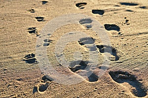 Footprints in sand. Feet of mother and child walk along shore. Summer memories.