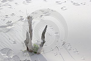 Footprints in the Sand