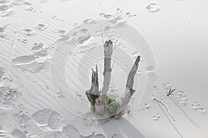 Footprints in the Sand in the Nethelands