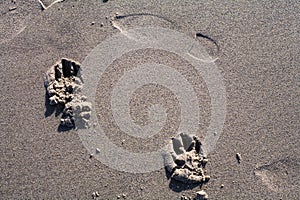 Footprints in the sand