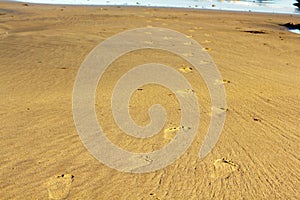 Footprints in the sand on Polzeath beach