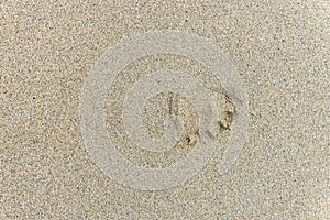 Footprints in the sand on a sandy beach.