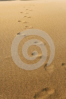 Footprints In The Sand Summer Beach Discovery Concept