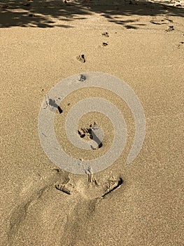 Footprints In The Shifting Sands