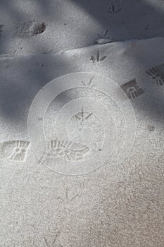 Footprints of shoes and birds on white snow