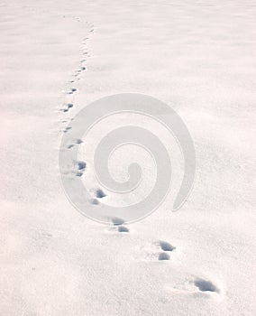 Footprints on snow