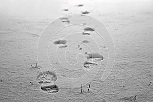 Footprints in the snow