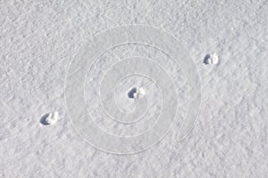 Footprints in the snow