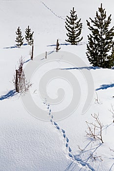 Footprints in the snow