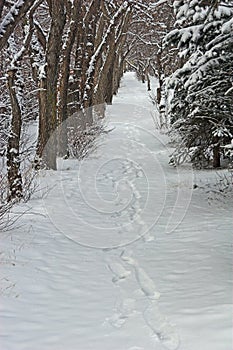 Footprints in the Snow