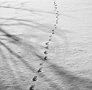 Footprints in the snow