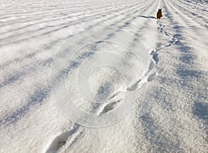 Footprints in a snow and a black cat in distance