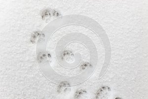 ÃÂ¡at footprints in the snow photo
