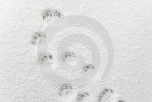 ÃÂ¡at footprints in the snow
