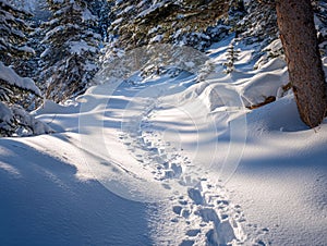 Footprints on Snow-Covered Pathway in winter forest