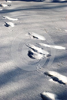 Footprints in the snow