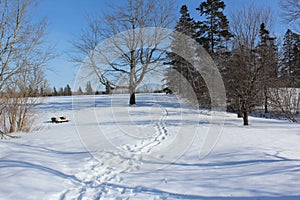 Footprints in the snow through a field surrounded by trees on a bright sunny winter day