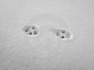 Footprints in the snow. Fingerprint of cats or dogs. Paws of an animal. Cat or dog tracks in the snow. Winter background.