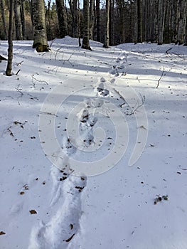 footprints in the snow on the forest path